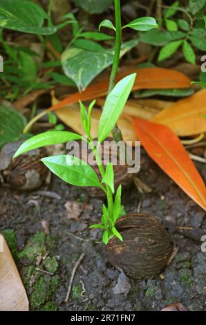 Growing Pong Pong tree seedlings, a highly toxic plant grown widely as house shade tree Stock Photo