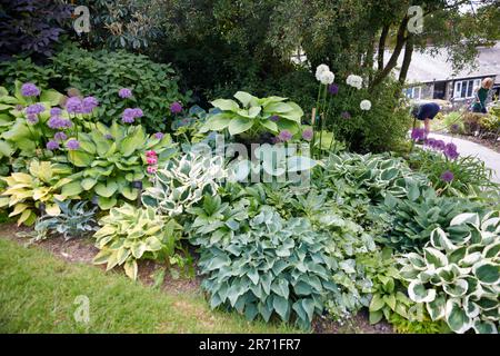 World Class Display of Hostas growing in the Borders of Holehird gardens, Windermere, The Lake District National Park, UK. Stock Photo