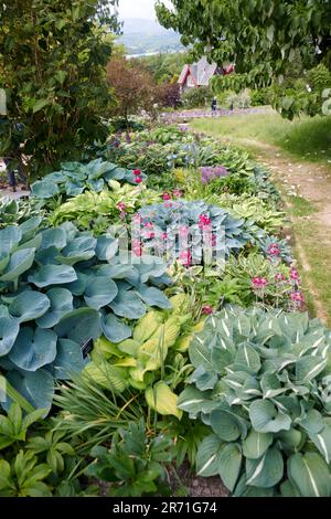 World Class Display of Hostas growing in the Borders of Holehird gardens, Windermere, The Lake District National Park, UK. Stock Photo