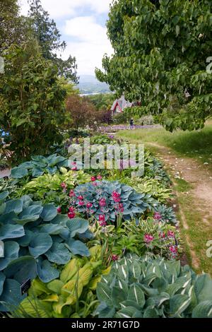 World Class Display of Hostas growing in the Borders of Holehird gardens, Windermere, The Lake District National Park, UK. Stock Photo