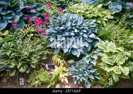 World Class Display of Hostas growing in the Borders of Holehird gardens, Windermere, The Lake District National Park, UK. Stock Photo