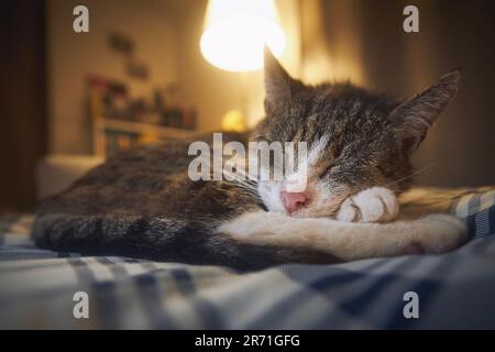 Cute old cat lying on bed and sleeping in cozy home bedroom at night. Domestic life with senior pet. Stock Photo