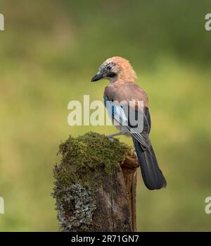 Jay, Garrulus glandarius, perched on moss covered log, Scotland Stock Photo