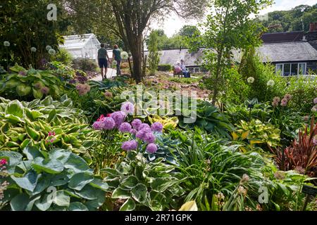 World Class Display of Hostas growing in the Borders of Holehird gardens, Windermere, The Lake District National Park, UK. Stock Photo