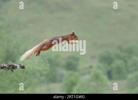 Red squirrel, Sciurus vulgaris, jumping from branch, Scotland Stock Photo