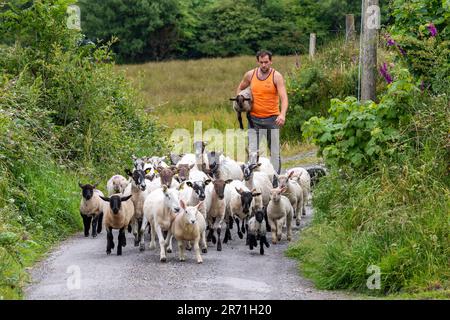 Ballydehob, West Cork, Ireland. 12th June, 2023. Ballydehob based sheep farmer John Ward brings in his sheep and lambs to apply fly preventative on a hot and humid day in West Cork. The fly preventative stops flies laying eggs on the sheep, which can result in maggots forming. Credit: AG News/Alamy Live News Stock Photo