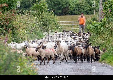 Ballydehob, West Cork, Ireland. 12th June, 2023. Ballydehob based sheep farmer John Ward brings in his sheep and lambs to apply fly preventative on a hot and humid day in West Cork. The fly preventative stops flies laying eggs on the sheep, which can result in maggots forming. Credit: AG News/Alamy Live News Stock Photo