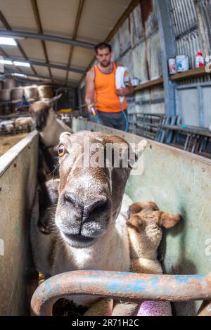 Ballydehob, West Cork, Ireland. 12th June, 2023. Ballydehob based sheep farmer John Ward, applies fly preventative to his herd of sheep and lambs on a hot and humid day in West Cork. The fly preventative stops flies laying eggs on the sheep, which can result in maggots forming. Credit: AG News/Alamy Live News Stock Photo