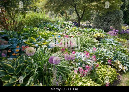 World Class Display of Hostas growing in the Borders of Holehird gardens, Windermere, The Lake District National Park, UK. Stock Photo