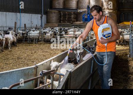 Ballydehob, West Cork, Ireland. 12th June, 2023. Ballydehob based sheep farmer John Ward, applies fly preventative to his herd of sheep and lambs on a hot and humid day in West Cork. The fly preventative stops flies laying eggs on the sheep, which can result in maggots forming. Credit: AG News/Alamy Live News Stock Photo