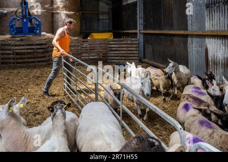 Ballydehob, West Cork, Ireland. 12th June, 2023. Ballydehob based sheep farmer John Ward, applies fly preventative to his herd of sheep and lambs on a hot and humid day in West Cork. The fly preventative stops flies laying eggs on the sheep, which can result in maggots forming. Credit: AG News/Alamy Live News Stock Photo