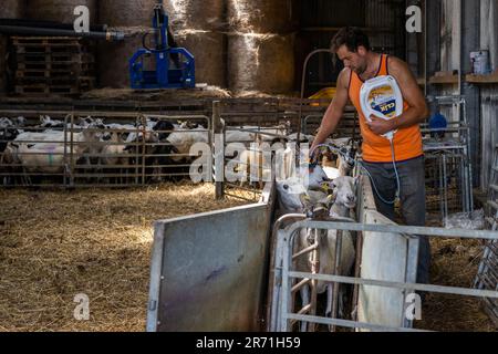 Ballydehob, West Cork, Ireland. 12th June, 2023. Ballydehob based sheep farmer John Ward, applies fly preventative to his herd of sheep and lambs on a hot and humid day in West Cork. The fly preventative stops flies laying eggs on the sheep, which can result in maggots forming. Credit: AG News/Alamy Live News Stock Photo