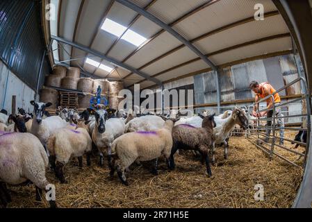 Ballydehob, West Cork, Ireland. 12th June, 2023. Ballydehob based sheep farmer John Ward, applies fly preventative to his herd of sheep and lambs on a hot and humid day in West Cork. The fly preventative stops flies laying eggs on the sheep, which can result in maggots forming. Credit: AG News/Alamy Live News Stock Photo