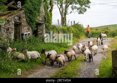 Ballydehob, West Cork, Ireland. 12th June, 2023. Ballydehob based sheep farmer John Ward moves his herd of sheep and lambs back to the fields after applying fly preventative on a hot and humid day in West Cork. The fly preventative stops flies laying eggs on the sheep, which can result in maggots forming. Credit: AG News/Alamy Live News Stock Photo