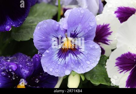 Water Droplets on a Pale Blue Pansy Flower Stock Photo