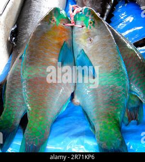 Fish market. Jeddah. Saudi Arabia Stock Photo