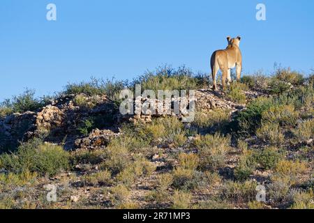 African lion (Panthera leo), lioness standing on the ridge of a rocky dune, on the lookout, Kalahari, Kgalagadi Transfrontier Park, Northern Cape, Stock Photo