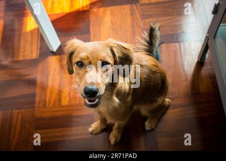 Puppy dog in the office Stock Photo