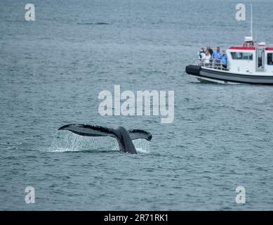 Whale fluking in waters off Alaska Stock Photo