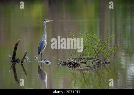 Great Blue Heron perches in a lake Stock Photo