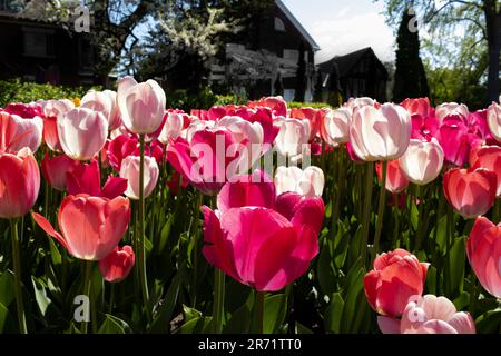 Pink, pale pink and peach tulips in a garden Stock Photo