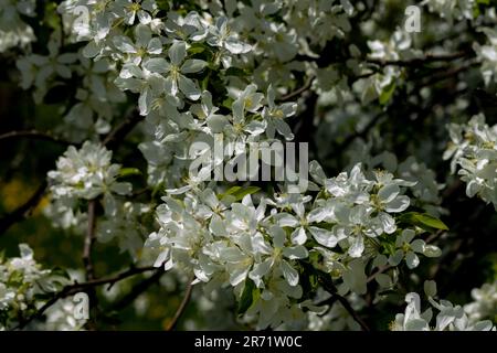 White crabapple blossoms fill an ancient tree on spring day Stock Photo