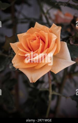 Close-up of a single orange rose in full bloom isolated against a moody dark background. Flower with shallow depth of field with soft focus Stock Photo