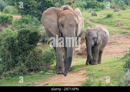 African bush elephants (Loxodonta africana), adult with transmitter collar and young, walking on a dirt track, Addo NP, Eastern Cape, South Africa Stock Photo