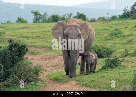 African bush elephants (Loxodonta africana), mother and baby walking along a dirt track, Addo Elephant National Park, Eastern Cape, South Africa Stock Photo