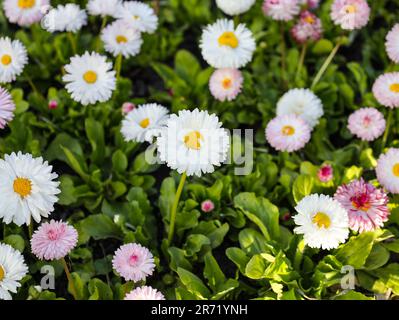 Beautiful meadow in springtime full of flowering white and pink common daisies on green grass. Daisy lawn.  Blooming seedlings bunch with bright green Stock Photo