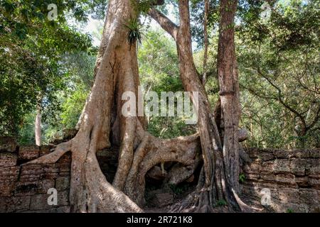 Giant mangled roots of a banyan tree, or walking ficus, in a Southeast Asian jungle. Stock Photo