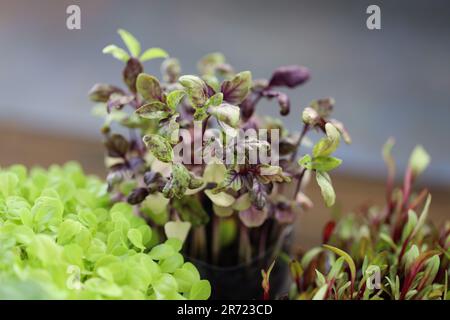 Small sprouts of basil close-up. Growing basil microgreens at home. Growing vegetables micro greens, basil sprouts from seeds at home. Home organic fa Stock Photo