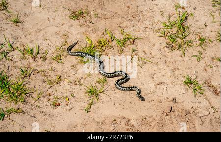 Close up of European adder or common European viper (Vipera berus) Stock Photo