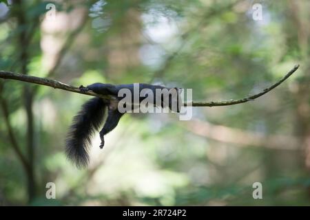 Eichhörnchen, ruht, schläft auf einem Ast, schlafend, ruhend, Pause, 'Abhängen', Europäisches Eichhörnchen, Eurasisches Eichhörnchen, Sciurus vulgaris Stock Photo