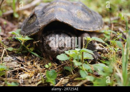 Close up photograph of a common snapping turtle. Stock Photo