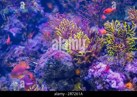 Colorful deep sea . Awesome Coral Reef Stock Photo