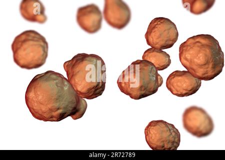 Cryptococcus neoformans fungus, computer illustration. C. neoformans is a yeast-like fungus that reproduces by budding. An acidic mucopolysaccharide c Stock Photo