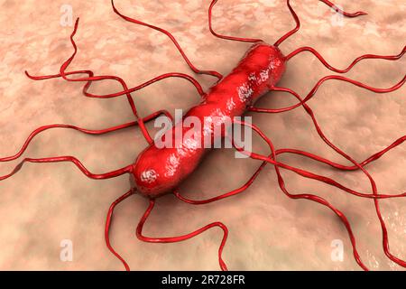 Listeria monocytogenes bacterium, computer illustration. L. monocytogenes is the causative agent of the human disease listeriosis. Listeriosis is cont Stock Photo