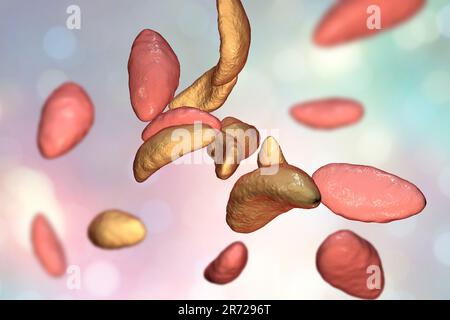 Toxoplasma gondii in tachyzoite stage, illustration. T. gondii is a species of parasitic protozoa that can be carried by all known mammals. It causes Stock Photo