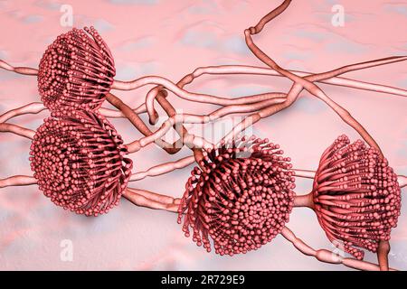 Aspergillus fungus, computer illustration. This is a toxic fungus that causes diseases in humans. These include fungal ear, lung and skin infections ( Stock Photo