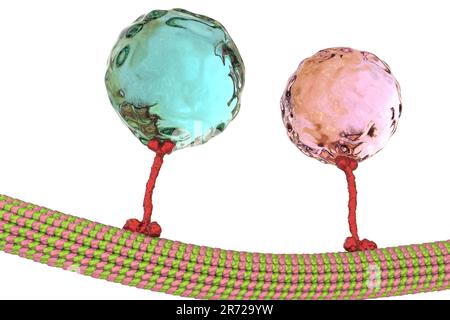 Intracellular transport. Computer artwork of a vesicles (spheres) being transported along a microtubule by a kinesin motor protein. Kinesins are able Stock Photo