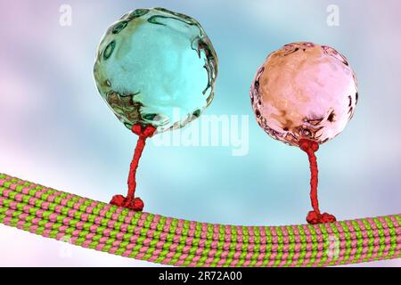 Intracellular transport. Computer artwork of a vesicles (spheres) being transported along a microtubule by a kinesin motor protein. Kinesins are able Stock Photo