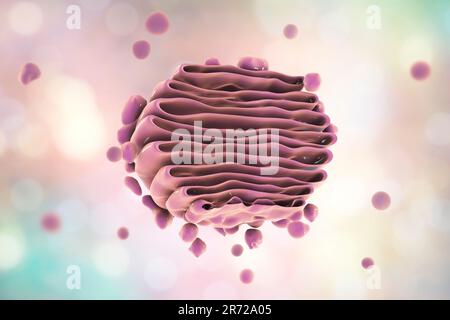 Computer artwork of the Golgi apparatus of the human cell. This organelle functions as a central delivery system for the cell. Its primary function is Stock Photo