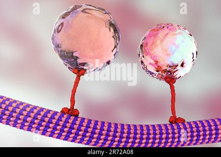 Intracellular transport. Computer artwork of a vesicles (spheres) being transported along a microtubule by a kinesin motor protein. Kinesins are able Stock Photo