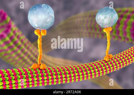 Intracellular transport. Computer artwork of a vesicles (spheres) being transported along a microtubule by a kinesin motor protein. Kinesins are able Stock Photo