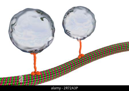 Intracellular transport. Computer artwork of a vesicles (spheres) being transported along a microtubule by a kinesin motor protein. Kinesins are able Stock Photo