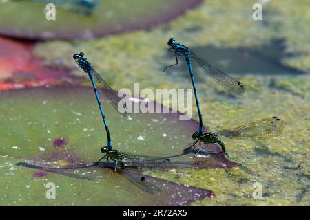 Two pairs of Damselflies on lily pads in the summer sun in North Devon Stock Photo