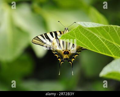 Scarce Swallowtail - Iphiclides podalirius. Sighted Oeiras, Portugal. Underwing view. Perched on a fig tree leaf. Stock Photo