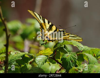 Scarce Swallowtail - Iphiclides podalirius. Sighted Oeiras, Portugal. Underwing view. Perched on a blackberry bush. Stock Photo