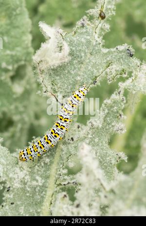 Feeding Mullein Moth (Cucullia verbasci) Stock Photo